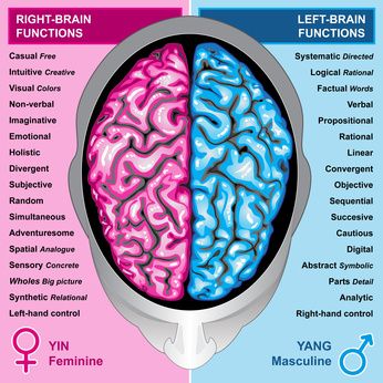 The Impact of Masculine and Feminine Energy Traits in Your Life Human Brain Diagram, Brain Anatomy And Function, Brain Lobes, Left And Right Brain, Brain Diagram, Left Brain Right Brain, Brain Parts, Brain Mapping, Brain Facts