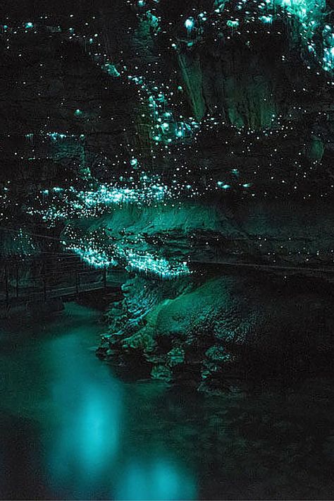 Waitomo Glowworm Caves, Glowworm Caves, Glow Worm Cave, Trip To New Zealand, Glow Worm, New Zealand Travel, 판타지 아트, Alam Semula Jadi, Pretty Places