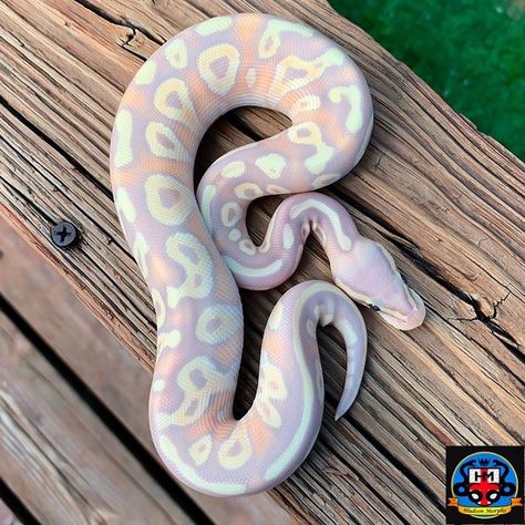 Festival Of The Dead, Pretty Snakes, Ball Python Morphs, Ball Pythons, Cute Reptiles, Cute Snake, Cute Small Animals, Pet Snake, Beautiful Snakes