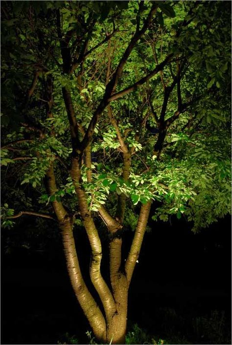 Flood Landscape, Exterior House Lights, Outdoor Tree Lighting, Large Pond, Landscape Spotlights, Solar Landscape Lighting, Light Up Tree, Landscape Lighting Design, Solar Landscape