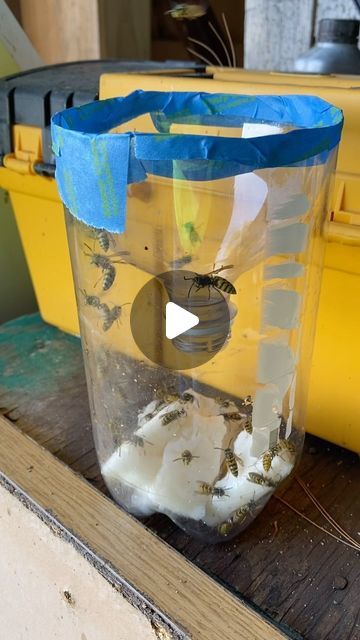 Hughes Farm & Apiary on Instagram: "How bad are your jerks with wings this time of year? Easy homemade yellow jacket trap. Put in the bottom sugar, marshmallows, meat(warning! It will stink in a couple days) or whatever else they are on and eating. Easy squeezy #yellowjackets #bug #garden #tips #homemade #recycle" Yellow Jacket Trap, Bug Garden, Bug House, Yellow Jacket, Garden Tips, Marshmallows, Easy Homemade, Bugs, Recycling