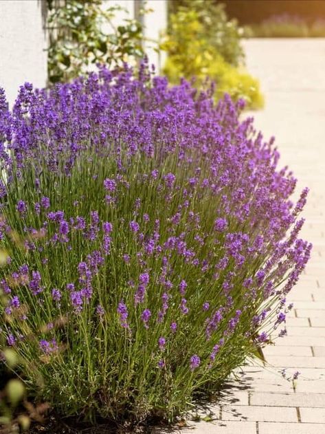 The 13 Best Plants for Edging Along a Sidewalk—A Comprehensive Guide to Beautifying Your Walkway Plants Lining Walkway, Lavender Bushes, Sidewalk Landscaping, Fountain Art, Flower Bushes, Liriope Muscari, Fairy Fountain, Lavender Bush, Edging Plants