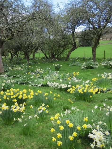 Daffodil Planting Ideas, English Countryside Landscape, Daffodils Garden, Field Of Daffodils, Countryside Photography, Spring Daffodils, Spring Scenery, Ideas For Photography, Matka Natura