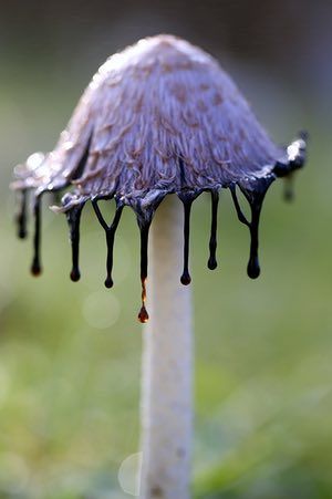 mushroom Purple Mushroom Art, Purple Mushrooms, Mushroom Costume, Purple Mushroom, Fungi Art, Mushroom Plant, Photography Assignments, Mushroom Pictures, Plant Fungus