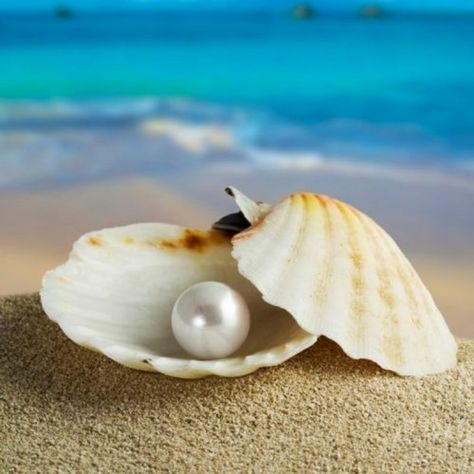 Pearl in A Shell Stella Marina, She Sells Seashells, Ocean Life, Disney Love, Image Hd, Sea Life, Under The Sea, Beach Life, The Little Mermaid