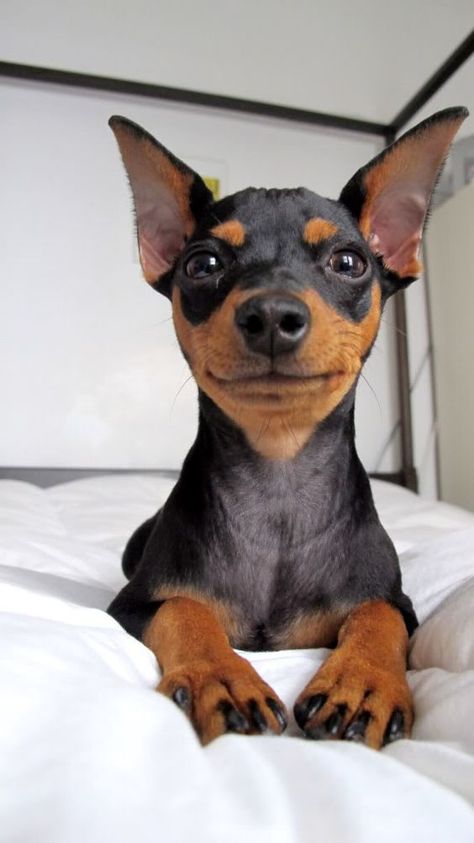 If you’re looking for a low maintenance dog take a look at our list of small dog breeds with short hair. Puppy Smiling, Miniature Pincher, Mini Pincher, Miniature Doberman, Min Pin Dogs, Miniature Pinscher Puppy, Miniature Dog Breeds, Doberman Puppies, Miniature Pinscher Dog