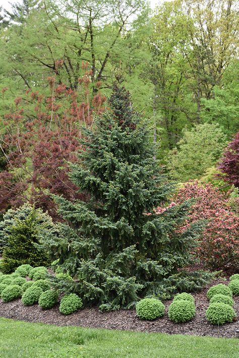 Picea Omorika, 2023 Landscape, Serbian Spruce, House Inspection, Evergreen Landscape, Evergreen Garden, Landscape Plants, House Yard, Spruce Tree