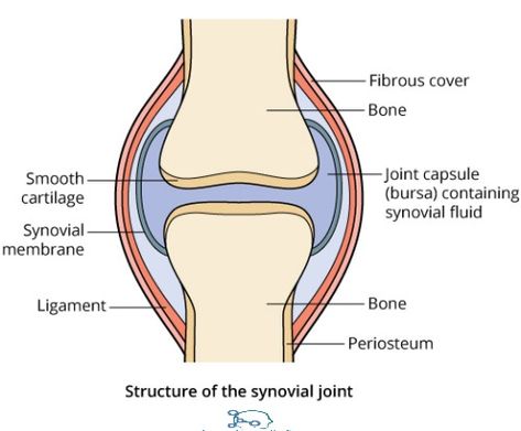 Joint: Definition, Anatomy, Movement, Types & Examples » How To Relief Anatomy Movement, Synovial Joints, Skeletal And Muscular System, Joints Anatomy, Biology Diagrams, The Skeletal System, Yoga Teacher Resources, Biology Projects, Basic Anatomy And Physiology