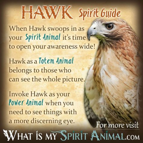 Hawk-Spirit-Totem-Power-Animal-Symbolism-Meaning-1200x1200 Hawk Symbolism, Native American Animal Symbols, Hawk Spirit Animal, Hawk Spirit, Animal Totem Spirit Guides, Native American Animals, Symbolism Meaning, Spirit Animal Meaning, Animal Meanings