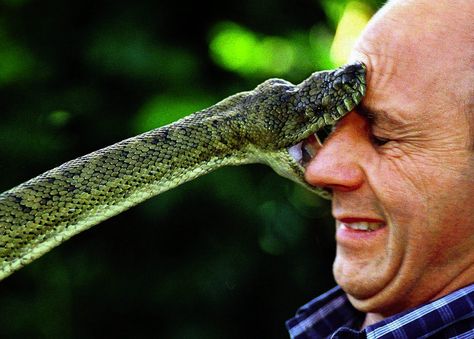 Dangernoodle aka Nope Rope | Imgur Zoological Society Taxonomy Guide Volume I Amazon Rainforest Animals, Human Instincts, Rainforest Animals, Art Of Manliness, Dangerous Animals, Snake Bites, Perfectly Timed Photos, Amazon Rainforest, Film Tv