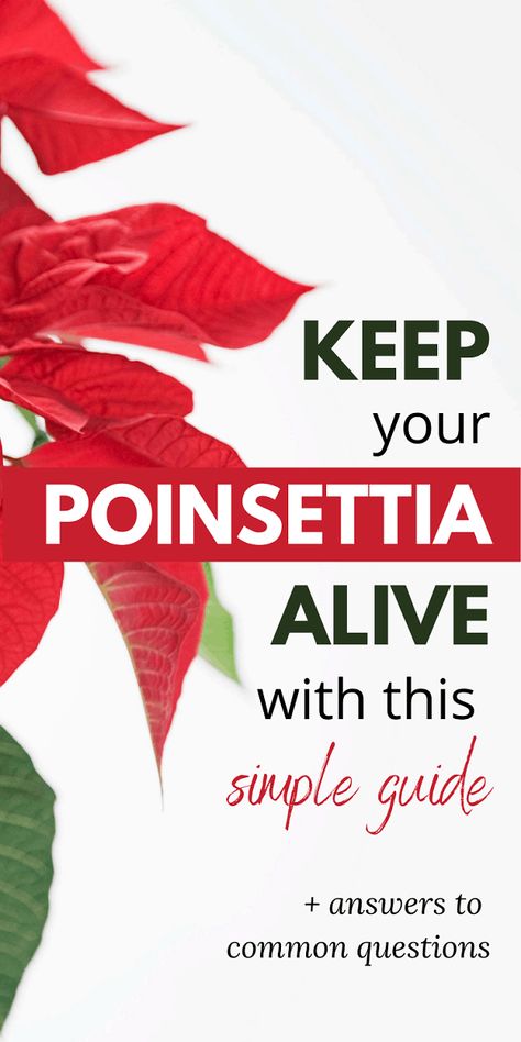 How To Keep Poinsettia Alive (+ Answers to Common Questions) 11 How To Keep A Poinsettia Alive All Year, How To Take Care Of A Poinsettia Plant, How To Take Care Of Poinsettias, Pointsetta Plant, Poinsettia Decorating Ideas, Indoor Plumeria, Gardening Kit Gift, Amaryllis Care, Indoor Vines