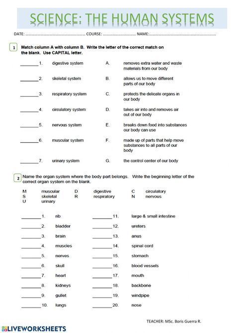 Anatomy And Physiology Worksheets Free Printable, Body Systems Worksheets Free Printable, Anatomy Worksheets Printables, Human Body Systems Worksheets, Anatomy And Physiology Worksheets, Muscular System Worksheet, Medical Worksheets, Human Anatomy Worksheets, Teaching Body Systems