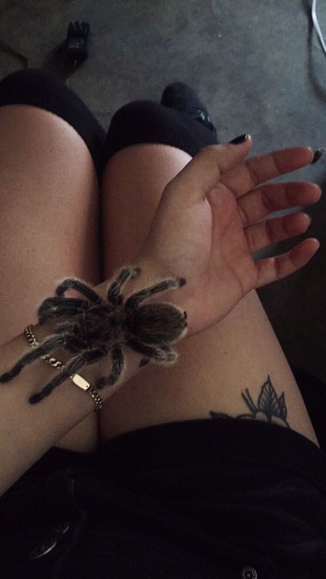 Spider Aesthetic, Tattoo Spider, Dangerous Spiders, Pet Aesthetic, Pet Tarantula, Tarantula Spider, Tattoo Nature, Pet Spider, Spider Crafts