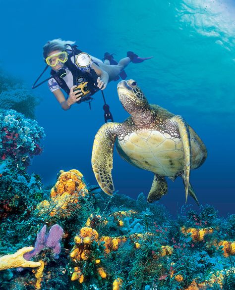 Underwater camera and photography absolutely a dream job! Photography Camera Wallpaper, Snorkeling Pictures, Sea Turtle Wallpaper, World Underwater, Turtle Wallpaper, Scuba Diving Photography, Camera Wallpaper, Underwater Pictures, Turtle Drawing