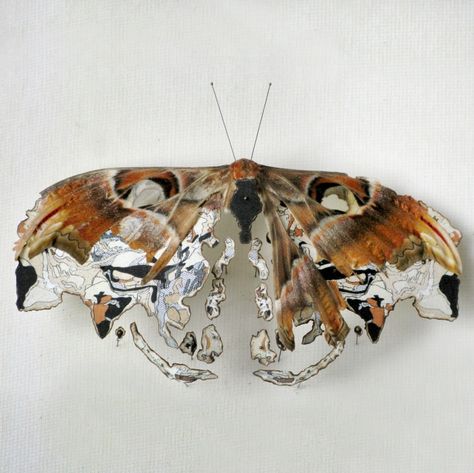 Broken Butterflies. Anne ten Donkelaar.   using bits of old maps to mend Decay Art, Growth And Decay, Bijoux Art Nouveau, Gcse Art, A Level Art, Natural Forms, Art Plastique, Textile Art, Moth