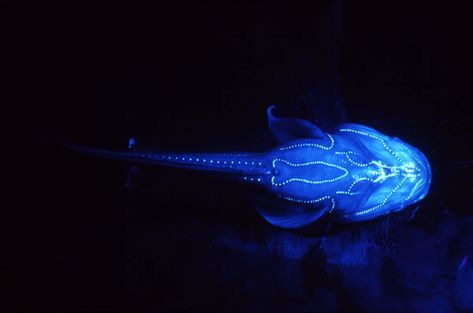 Glowing Organisms - ThingLink Glow Fish, Moray Eel, Deep Sea Creatures, Underwater Creatures, Underwater Life, Deep Sea Fishing, Sea Fish, Ocean Life, Sea Animals