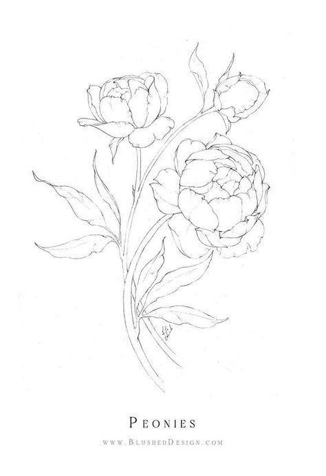 Hand Drawn Peonies, Peony Patchwork Tattoo, Peonie Flower Drawings, Peonies Outline Drawing, Growing Flower Drawing, Pioni Flowers Drawing, Feminine Tattoos Stencil, Flower Drawing Peony, How To Draw Peony Flowers