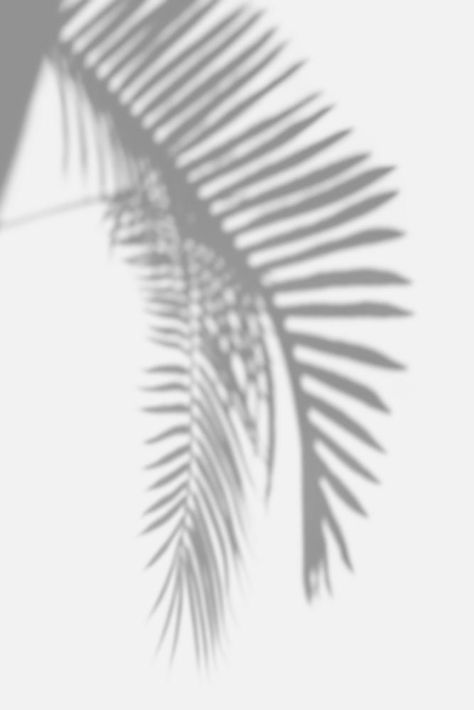 Download premium psd / image of Shadow of palm leaves design element by Teddy about palm shadow, plant shadow black and white, palm leaf black and white, black and white backdrop, and nature 2410650 Palm Leaf Shadow, Shadow Black And White, Black And White Backdrop, Leaf Black And White, Wedding Flowers Dried, Palm Shadow, Leaves Shadow, Plant Shadow, Leaf Shadow