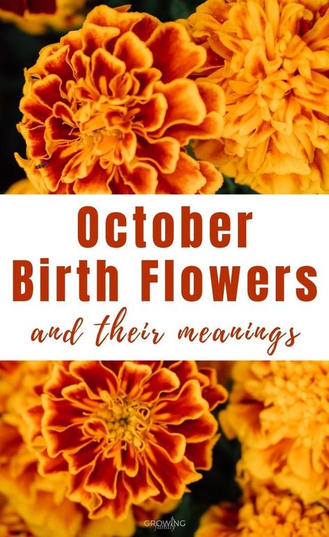 Every month has a birth flower, each with it's own special meaning. Here we take a look at the October birth flower - Marigold and Cosmos. #flowers #birthflowers #growingfamily Marigold Tattoo Meaning, Cosmos Flower Meaning, Marigold Flower Meaning, October Flowers Birth, October Flower Tattoo Birth Month, Marigold Meaning, October Birth Flower Tattoo Marigold, Flower Of October, Cj Tattoo