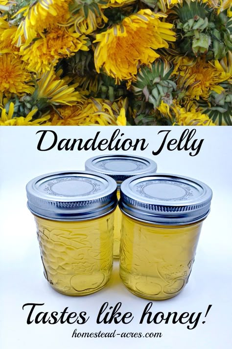 Dandelion jelly is simply amazing! It tastes just like honey with a hint of lemon. We just love this on toast, biscuits and even as a sweetener for herbal teas! | www.homestead-acres.com Canning Food Preservation, Dandelion Jelly, Recipes Bread, Recipes Cookies, Jam And Jelly, Jelly Recipes, Dandelion Recipes, Home Canning, Wild Edibles