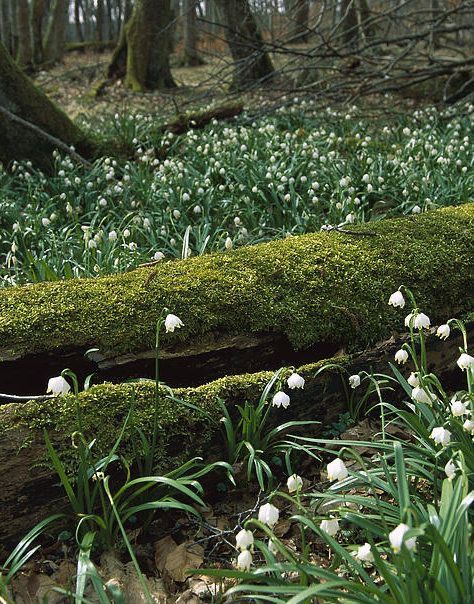 Spring Forest, Pretty Landscapes, Cottage Core Aesthetic, Spring Aesthetic, Nature Aesthetic, Pretty Places, Green Aesthetic, Lily Of The Valley, In The Woods