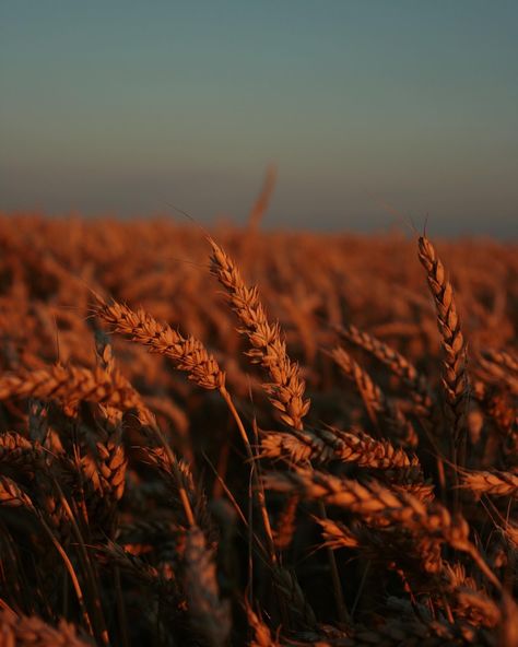 Rock N Roll Aesthetic, Irish Goddess, Golden Wheat, Wheat Field, Cosmetic Sets, Wheat Fields, Fields Photography, Forest Fairy, Sun Kissed