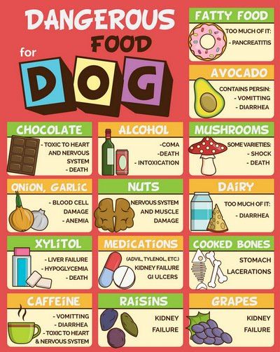 7 Human Foods Dogs Can't Eat and What Happens (Based on Studies) Food Dogs Cant Eat, Things Dogs Cant Eat, Dangerous Foods For Dogs, Toxic Foods For Dogs, Pasti Fit, Foods Dogs Can Eat, Doggy Treats, Food Infographic, Dog Health Tips