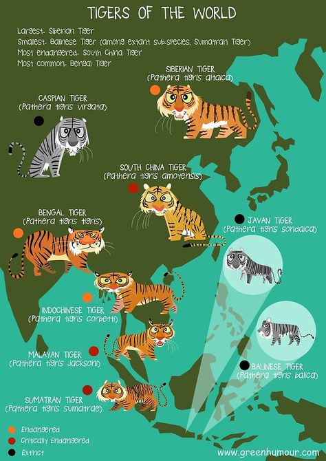 Tigers of the World by rohanchak Diwali Art For Kids, Javan Tiger, Caspian Tiger, South China Tiger, Diwali Art, Tiger Facts, Tiger Species, Malayan Tiger, Animal Infographic