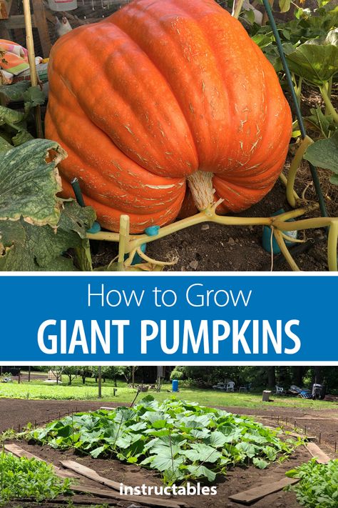 Pumpkin Growing, Gardening Backyard, Planting Pumpkins, Biggest Pumpkin, Large Pumpkins, Pumpkin Garden, Giant Pumpkin, Growing Pumpkins, Fall Garden Vegetables