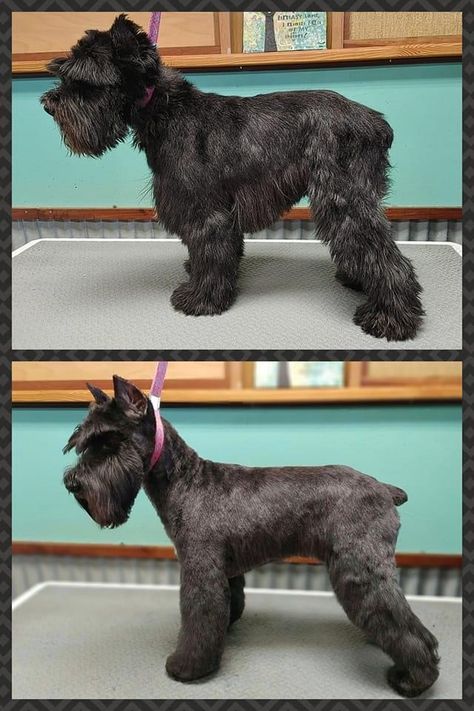 Miniature Schnauzer Short Haircut, Snauzer Haircut Styles, Short Schnauzer Haircut, Snauzer Haircut, Mini Schnauzer Haircut, Mini Schnauzer Grooming Haircuts, Schnauzer Haircut Hairstyles, Schnauzer Haircut, Schnauzer Cut