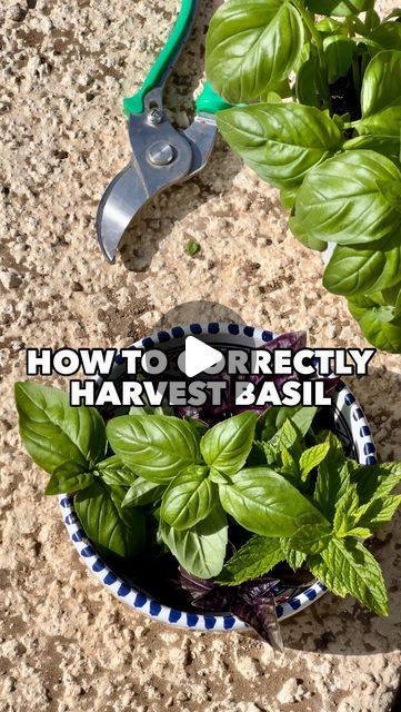 Patrick Vernuccio on Instagram: "How do you harvest your Basil? 🌱 Here is how to harvest it correctly so that it regrows 💚  Harvesting your Basil leaf by leaf will prevent your Basil from regrowing new leaves…that’s a pity!  Because out of one plant, if you cut correctly above a set of leaves, it will create two new stems growing lots of new leaves. Repeat the process over and over again and you will obtain a bushy Basil plant growing leaves on many new stems!  So to harvest, always cut right above a set of small leaves, and do not forget to eat the stems, there are full of flavour too!  Green Love to you 💚  #basil #gardeningtips #organicgardening #basilico #gardenhacks" How To Harvest Basil From Plant, When To Harvest Basil, Harvest Basil How To, How To Harvest Basil Leaves, Trimming Basil Plants Tips, Pruning Basil Plants Video, Harvesting Basil How To, Trim Basil Plant, How To Pick Basil From Plant