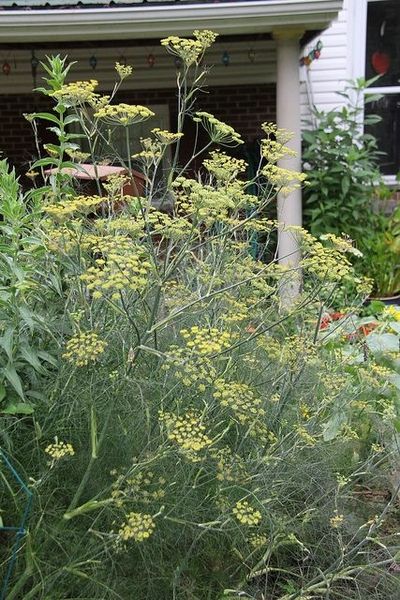 Foeniculum vulgare (Bronze Fennel, Fennel, Finocchio, Florence Fennel) | North Carolina Extension Gardener Plant Toolbox Bronze Fennel, Foeniculum Vulgare, Texas Gardening, Sun Garden, Media Images, Autumn Garden, Butterfly Garden, Drought Tolerant, Fennel