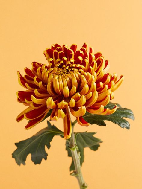 Chrysanthemum, Orange, Yellow, Flowers, Green, Red