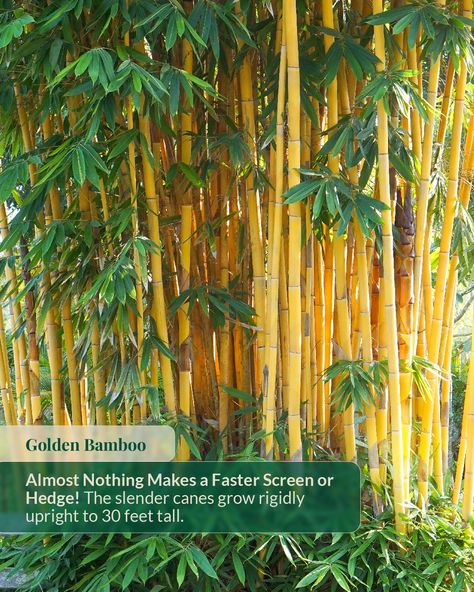 Say "goodbye" to the nosy neighbors and "hello" to your personal oasis! 🌿🤫  These 4 amazing bamboo species are here to save the day, providing both privacy and shade for your dream garden! 🤩 Create a low-maintenance, natural privacy screen in your garden and choose from: Golden Bamboo, Black Bamboo, Giant Timber Bamboo, or Clumping Bamboo.🎍 It's time to turn your backyard into a secret paradise! ✨🏡 Contact us today! #yard #bamboo #neighborhood #privacy #outdoors Bamboo Species, Clumping Bamboo, Nosy Neighbors, Golden Bamboo, Privacy Trees, Tree Support, Perennial Grasses, Patio Plants, Citrus Trees