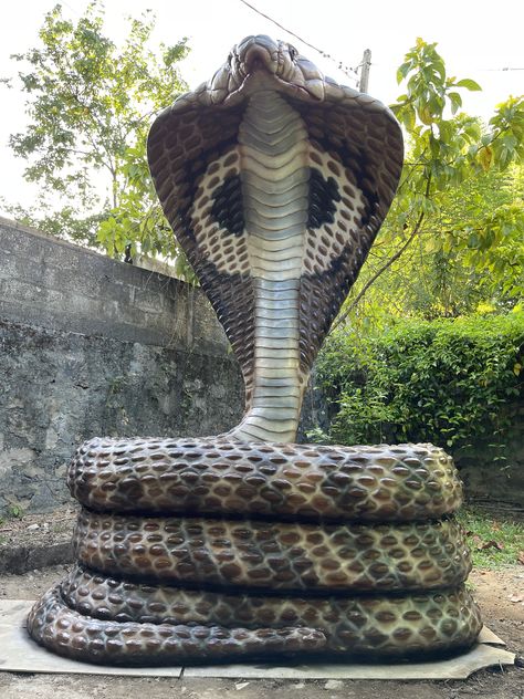 King Brown Snake, Ular Sawa, Big Snakes, Anime White Hair Boy, Indian Cobra, Big Snake, Snake Photos, Large Snake, Male Portrait Poses