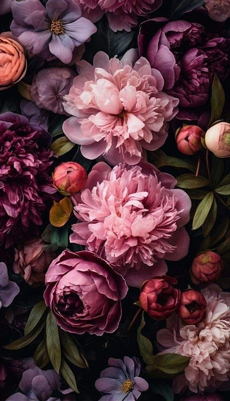 Romantic Floral Wallpaper, Unique Flower Photography, Dark Floral Wallpaper Iphone, Peonies Wallpaper Iphone, Autumn Flowers Wallpaper, Dark Peonies, Flores Wallpaper, Floral Phone Wallpaper, Moody Flowers