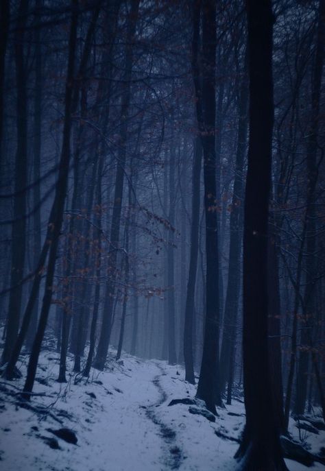 Dark Forest Aesthetic, Snowy Forest, Mystical Forest, Dark Winter, Winter Scenery, Winter Forest, Dark Places, Dark Photography, 판타지 아트