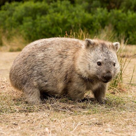 Cute Wombat, Australian Mammals, Australian Animals, Brown Bear, Beautiful Creatures, Mammals, Coloring Books, Vision Board, Animals