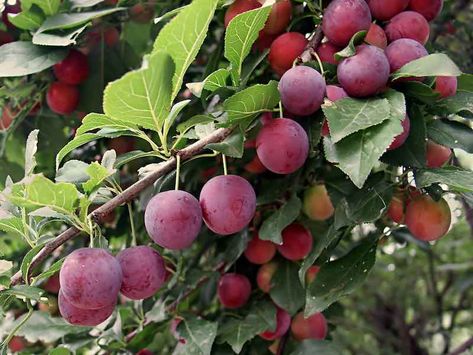 Wild Plum Tree, Plum Varieties, Prune Fruit, Plum Seed, Wild Plum, Fruit Bearing Trees, Berry Bushes, Red Plum, Plum Tree