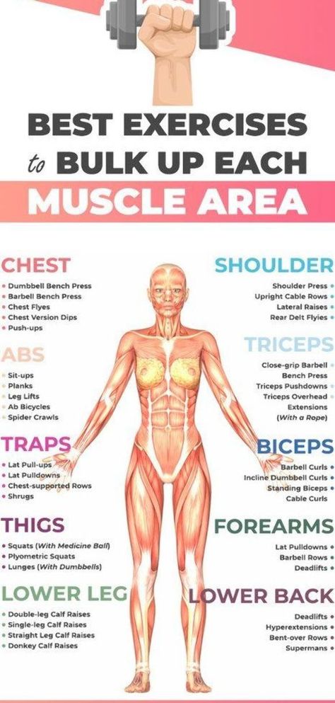 Which types of muscles would you like to bulk up? If you want everything to get bigger, you must first know the basic types of muscles you need to work on. Muscle Map Women, Bulking Routine Build Muscle, How To Get Into Body Building, Woman Bulking Workout, Body Muscles Names Gym, How To Build A Muscle, Which Muscle Groups To Workout Together, How To Get Bigger Muscles, Building Muscle For Women Beginners