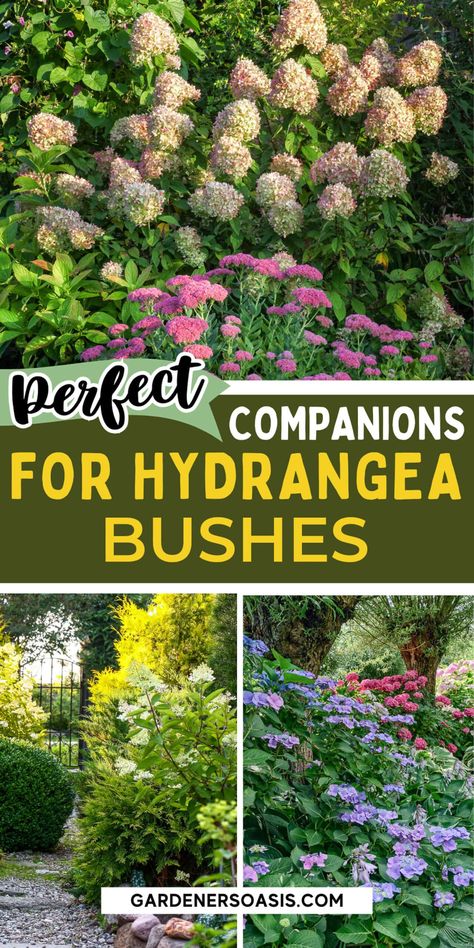 Hydrangea Companion Plants Hydrangea Layered Garden, Hydrangea And Juniper Landscaping, Sunny Border Planting Ideas, Hydrangeas And Roses Landscape, Front Yard Hydrangea, Hydrangea Companion Plants, Plant Pairings, Tv Unit Wall, Mold Recipes