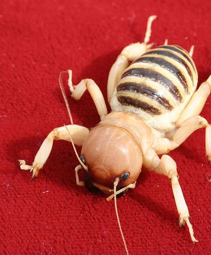 OMG!  earth bug Potato Bugs, Sandy Utah, Bugs, Utah, Potato, Bugs And Insects