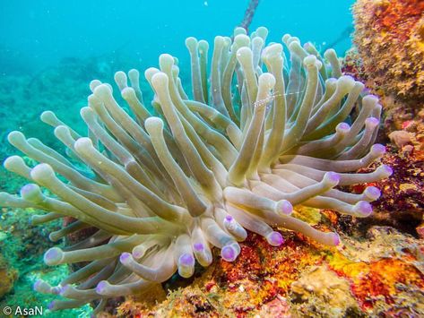 panama_wildlife on Instagram: Giant Caribbean Sea Anemone / Anémona Marina Gigante del Caribe (Condylactis gigantea) © Angel Sanchez www.panamawildlife.net Angel Sanchez, Sea Anemone, Wildlife Photos, Caribbean Sea, Ocean Life, Anemone, Panama, Birds, Angel