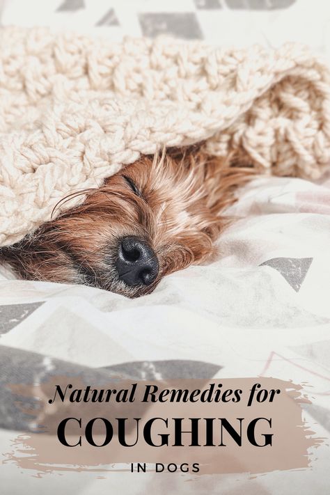 Dog Coughing Remedies, Dog Cold Remedies, Dog Congestion Remedies, Dog Cough Remedy, Kennel Cough Remedies Dogs, Kennel Cough Remedies, Remedies For Coughing, Dog Coughing And Gagging, Cough Medicine For Dogs