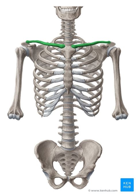 Shoulder girdle: Anatomy, movements and function | Kenhub Human Skeleton Anatomy, Shoulder Girdle, Muscles Of The Neck, Skeleton Anatomy, Skeleton Drawings, Pelvic Tilt, Human Body Anatomy, Human Bones, Muscle Anatomy