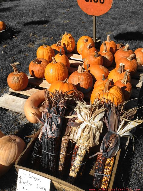 Make Your Own Scarecrow, Ideas For Pumpkins, Farm Stand Ideas, Roadside Farm Stand, Roadside Stand, Make A Scarecrow, Preschool Fall, Pumpkin Stands, Pumpkin Sign