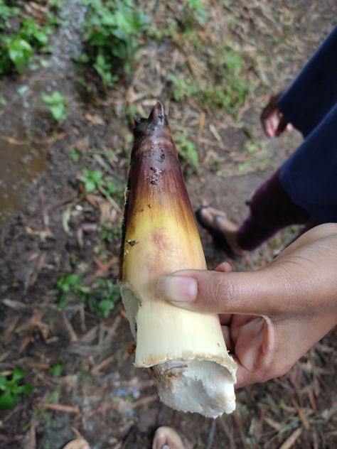 Bamboo shoot Bamboo Shoot, Bamboo Shoots, Indian Food Recipes, Sugar Free, Yummy Food, Drinks