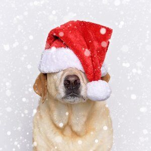 Yellow labrador dog in a santa hat covering her eyes with a snow overlay effect Dog Santa Pictures, Christmas With Dogs, Christmas Dog Illustration, Christmas Pictures Ideas, Christmas Dog Photography, Holiday Dog Photos, Christmas Dogs Funny, Christmas Pet Photos, Dog Christmas Photos