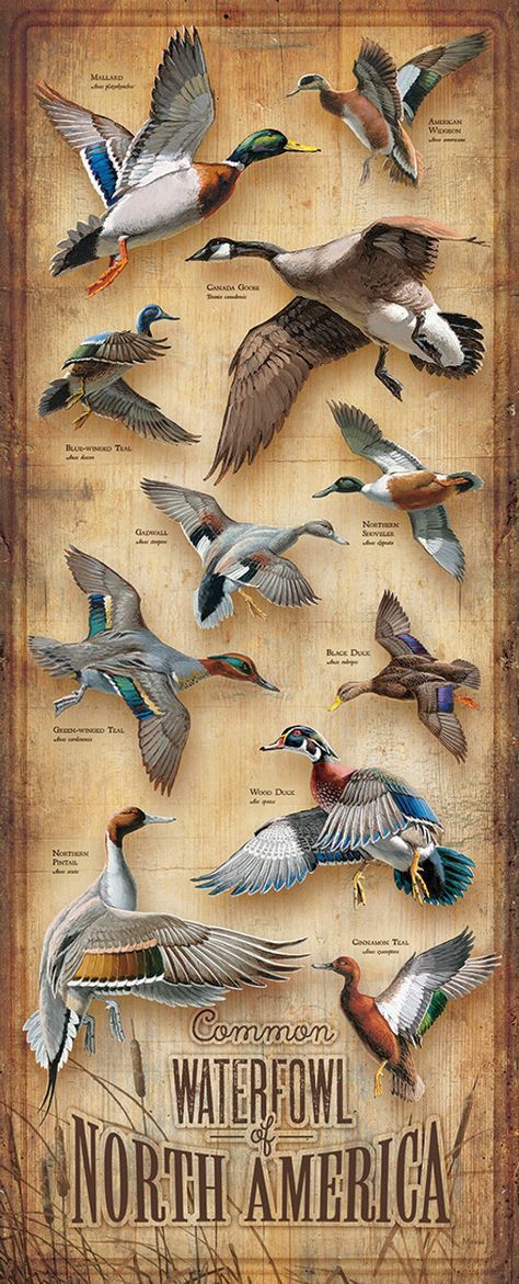 Birds Name List, تصنيف الحيوانات, Karl Martens, Waterfowl Art, Duck Species, North American Wildlife, Bird Identification, Black Forest Decor, Hunting Art