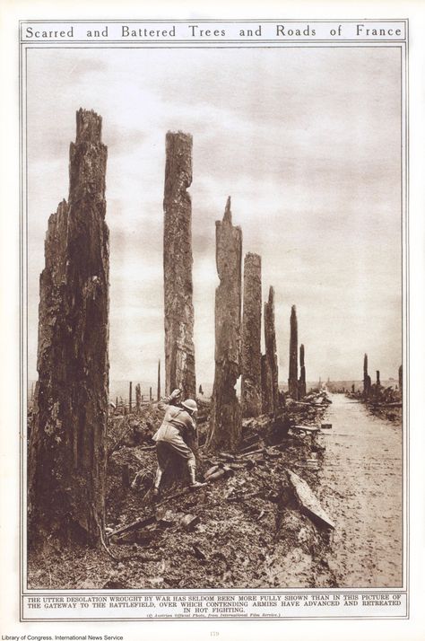 Damage to trees in France after WWI Battle Of Passchendaele, Ww1 Photos, Flanders Field, Rare Historical Photos, Battle Scars, The Great, Australian Photographers, Western Front, Modern Warfare